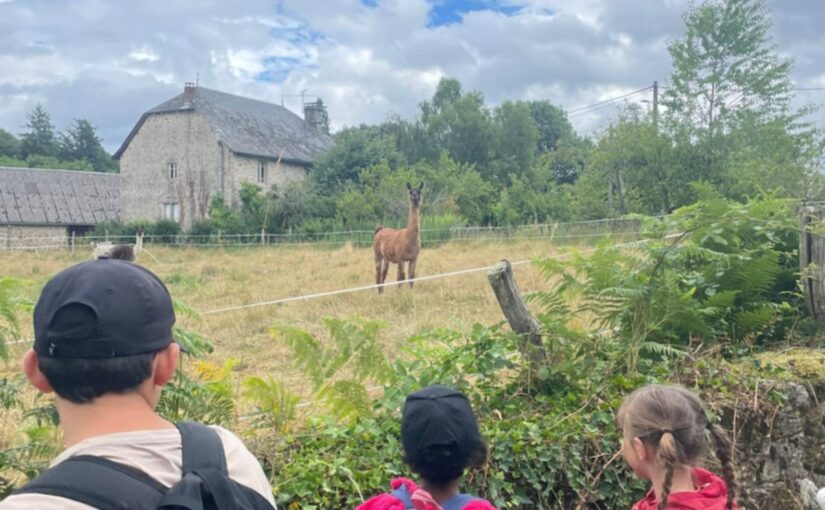Juillet 2025 :  Un Lama sur le Chemin