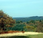 Forêt en automne